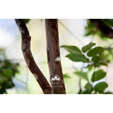 Imagem de Muda Jabuticaba Sabará (Em Ciclo Produtivo)