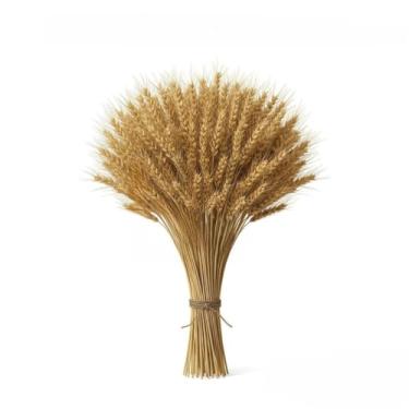 Imagem de 400 Hastes De Trigo Seco Para Decoração Festa Junina Arraiá Enfeites Artigos Mesa Arranjo Elegante(01 Maço (40 Hastes))