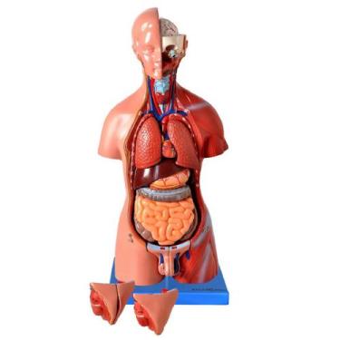 Imagem de Torso Humano 45 cm Altura Bissexual Coluna exposta 25 Partes - ANATOMI