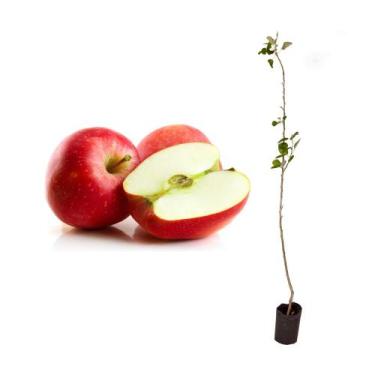 Imagem de Muda de Maçã Julieta 50 a 80cm AMK - Plantas Online - AMK Jardinagem e