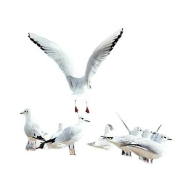 Imagem de Verão Praia Oceano Pintura Em Tela Ponte Tartaruga Gaivota Impressão D