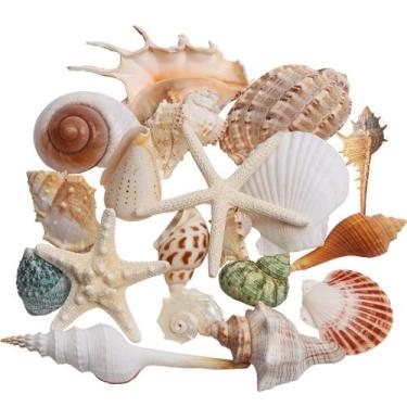 Imagem de Coleção Sea Shells JQAQJU de 20 peças de 4-14 cm para decoração