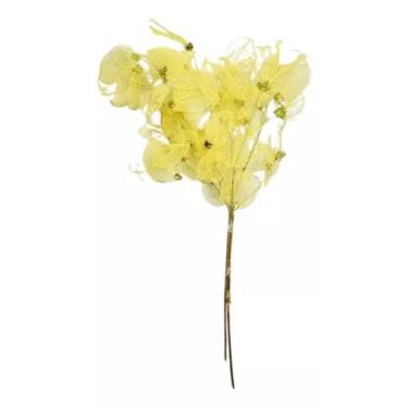 Imagem de Flor Magnólia No Galho Desidratada Decoração Esqueleto Decor - FLORA F