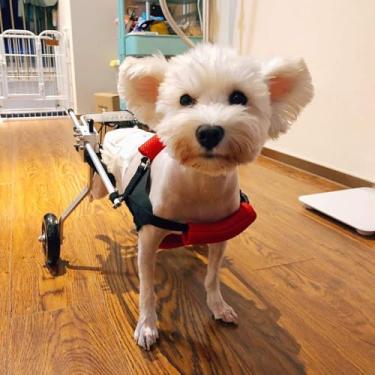 Imagem de Cadeira De Rodas Para Cães Para Andar Com As Patas Traseiras Paralisadas, Carrinho De Apoio Total, Reabilitação De Pernas Traseiras Para Animais De Estimação Com Deficiência, Dispositivo De