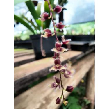 Imagem de Stelis SP - Micro-Orquídea de Espécie Não Identificada - Orquidário