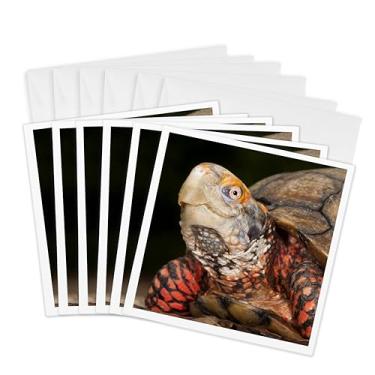 Imagem de 3dRose Tartaruga caixa mexicana - SA13 POX0160 - Pete Oxford - Cartões comemorativos, 15 x 15 cm, conjunto de 6 (gc_86753_1)