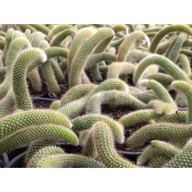 Imagem de Rabo de macaco planta cacto - Dm Rosa do deserto