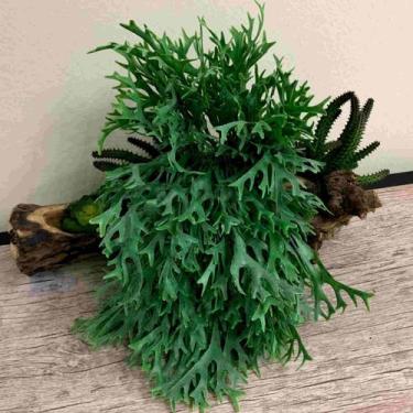 Imagem de 8 Chifre de Veado Planta Artificial com Folhagem que Parece de Verdade