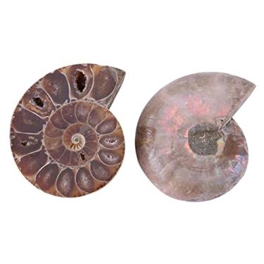 Imagem de Generic Espécime Fóssil de Ammonite Madagascar, História Antiga única, 2 Peças para Material de Ensino ou Decoração de Casa, Pedras Naturais e Minerais (Diâmetro 4cm)