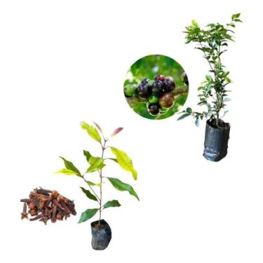 Imagem de Kit 2 Mudas - 1 Cravo Da Índia + 1 Jabuticaba Hibrida - AMK - Jardinag