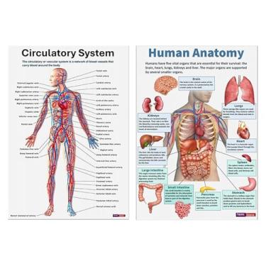 Imagem de Cartazes de anatomia para paredes - 16x pôsteres do sistema nervoso - Gráficos anatômicos científicos abrangentes para ensino, estudos, sala de aula, faculdade, escola