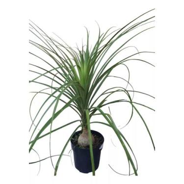 Imagem de 3 Nolina Pata De Elefante Mudas Bem Formadas Plantadas Pote - GREEN HO