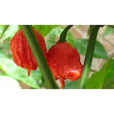 Imagem de Pimenta Carolina Reaper 10 Frutos In Natura - Severino's
