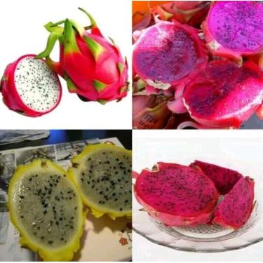 Imagem de zellajake 100 Sementes De Pitaya E Fruta Do Dragão, Mix De 4 Tipos: Amarelo, Vermelho, Branco E Roxo
