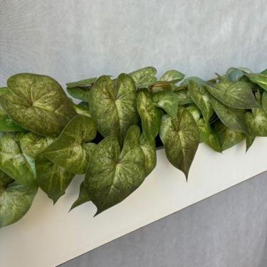 Imagem de 12 Folhagens de Singônio Artificial 30X30cm para Compor e Dar Volume e