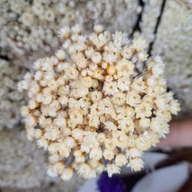 Imagem de Flores Sempre Viva Secas Bege – Buquê Natural para Decoração e Arranjos (Bege,1 buquê (200 florzinhas))