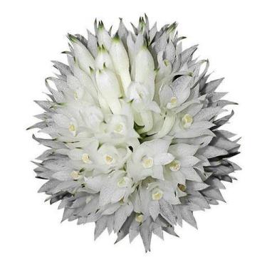 Imagem de Orquídea Dendrobium Purpureum Planta Adulta Flor Exótica - no brand