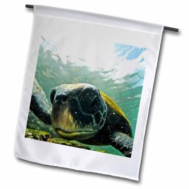 Imagem de 3dRose fl_10115_1 Bandeira de Jardim Galápagos da Ilha Floreana ou do Mar Negro Alimentando em Algas Punta Cormorant Floreana Ilha Galápagos, 30 x 45 cm