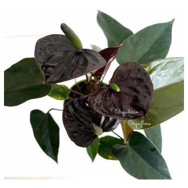 Imagem de Mini Antúrio Negro Planta Natural Adulta Com Vaso Exótica Rara - no br