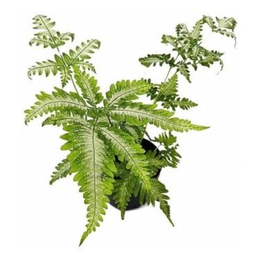 Imagem de Muda De Samambaia Prata Variegata Ou Prateada Planta Rara Exótica Deco