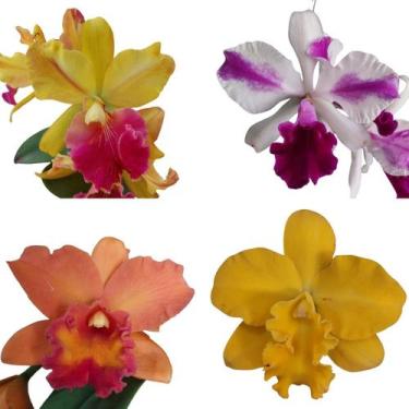 Imagem de Orquidea Cattleya Florida Presente  Dia das Mães Flor Exótica Rara Lin