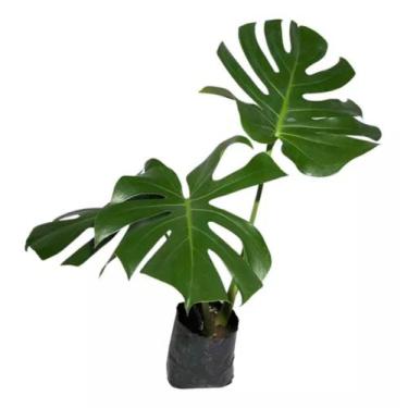 Imagem de 1 Muda De Costera De Adão Monstera Deliciosa Folhagem Jardim - FLORA F