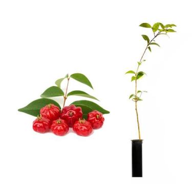 Imagem de Muda de Pitanga Vermelha 50 a 80cm AMK - Plantas Online - AMK Jardinag
