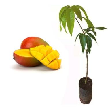 Imagem de Muda de Manga Kent 50 a 80cm AMK - Plantas Online - AMK Jardinagem e P