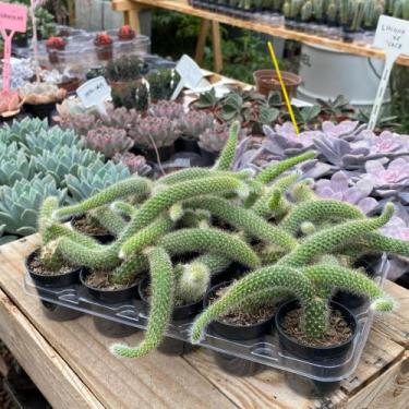 Imagem de 3 Mudas De Rabo De Macaco Pt 06 Lindas E Saudáveis Plantada - Ta na Mã