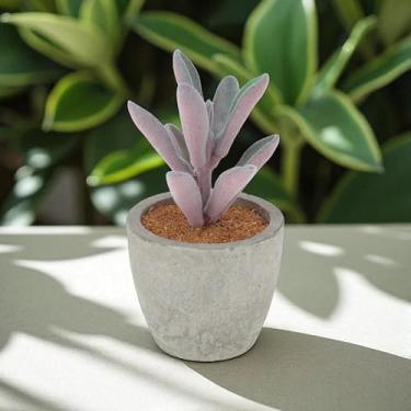 Imagem de Generic 1 Peperomia de plantas artificiais flocadas em mini plantador de polpa de plástico PVC roxo 6,5 x 6,5 x 11 cm