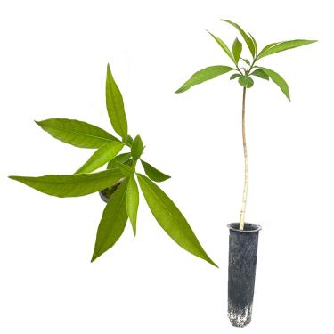 Imagem de Muda de leiteiro (Hancornia speciosa) 20 a 40cm – planta frutífera nativa, ornamental e produtiva - AMK Jardinagem