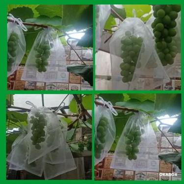 Imagem de 50 Sacos Para Proteção Frutas No Pe Lavável 12 X 17 cm - OKABOX