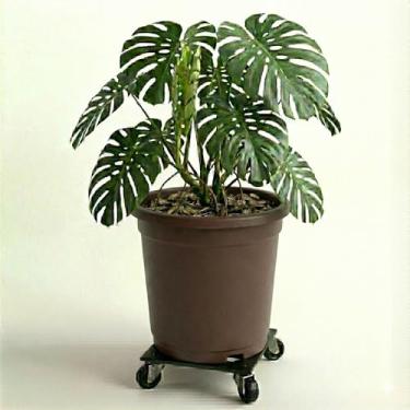 Imagem de Genérico Vaso Quadrado Decorativo para Uso Interno, GG, Cinza, Cimento, Texturizado com Relevo, Quadrado, Chão, Vaso de Plantas, 15x12x11 cm