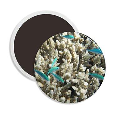 Imagem de Decoração de ímã de geladeira de cerâmica redonda com estampa de peixes do oceano