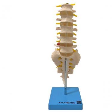 Imagem de Coluna Vertebral Lombar Esqueleto Anatomia