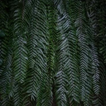 Imagem de Quadro Decorativo Folhagem Fern Leaves Background Dark Arte de Parede para Sala e Escritório 40x40cm