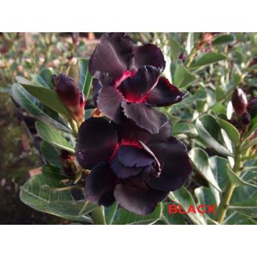 Imagem de Rosa do deserto Black Negra - Dm Rosa do deserto