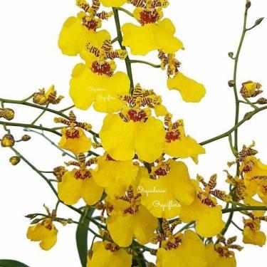 Imagem de Muda Pré Adulta Orquídea Oncidium Aloha Planta Natural - no brand