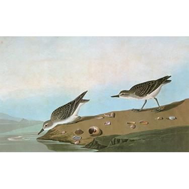 Imagem de Audubon Sandpiper Nsemipalmated Sandpiper (Calidris Pusilla) Gravação After John James Audubon For His Birds Of America 1827-38 Pôster impresso por (45,7 x 60,8 cm)