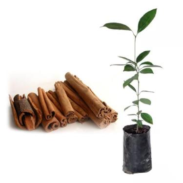 Imagem de Muda de Canela da india 20 a 40cm AMK - Plantas Online - AMK Jardinage