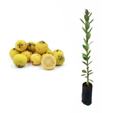 Imagem de Muda de Araçá Amarelo 20 a 40cm AMK - Plantas Online - AMK Jardinagem 
