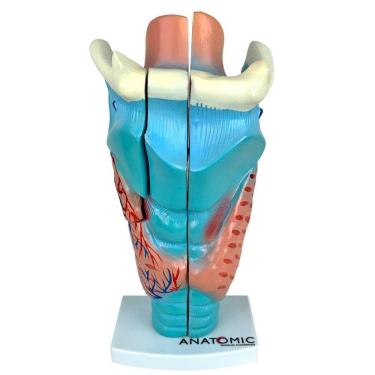 Imagem de Laringe Ampliada Em 3 Partes Modelo Anatomia
