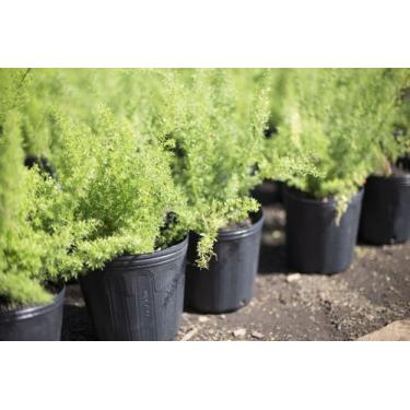 Imagem de Kit com 50 Embalagem para Mudas Vaso Sem Alça 11 Litros - NUTRIPLAN