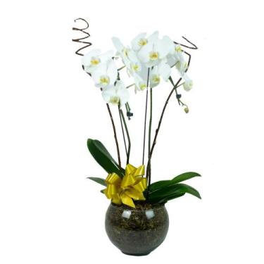 Imagem de Orquidea Branca Grande em Vaso de Vidro - DFLORES