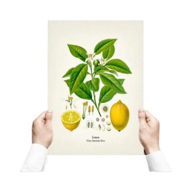 Imagem de Pôster Vintage De Flores E Plantas, Impressões Botânicas, Arte Estétic