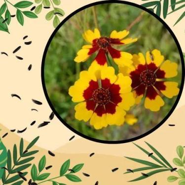 Imagem de Sementes S22 Coreopsis Margaridinha Elegant Sortido Flores Vibrantes e