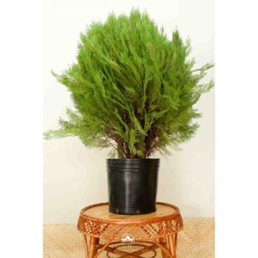 Imagem de Muda de Tuia Bola Altura de 0,40 cm a 0,80 cm - AMK - Jardinagem e Pai