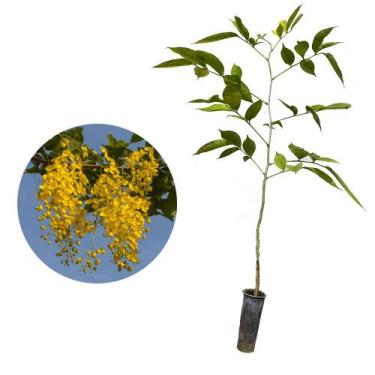 Imagem de Muda de Acacia Imperial 20 a 40cm AMK - Plantas Online - AMK Jardinage