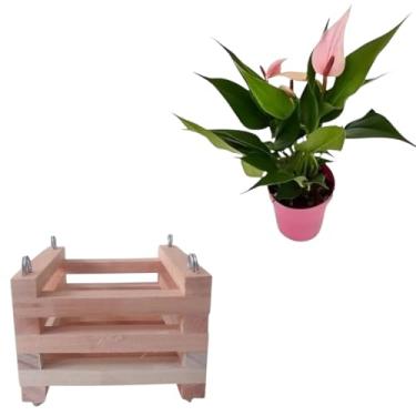 Imagem de Kit Cachepot TamP Quadrado + Mini Anturio Rosa Planta Adulta