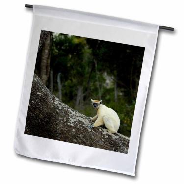 Imagem de 3dRose fl_74447_1 Bandeira de jardim Oxford Sifaka, Darian, Madagascar-AF24 POX0164-Pete com coroa dourada, 30 x 45 cm